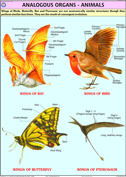 ANALOGOUS ORGANS-ANIMALS