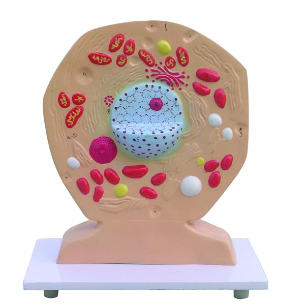 ANIMAL CELL