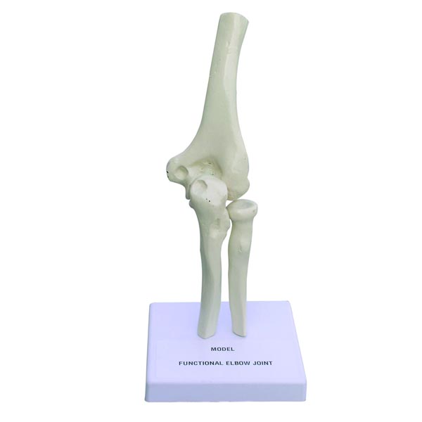 FUNCTION ELBOW JOINT