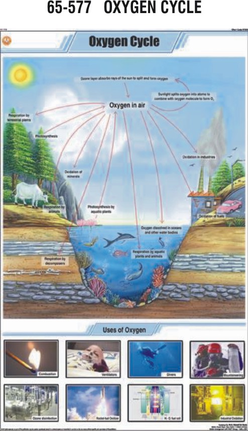 OXYGEN CYCLE