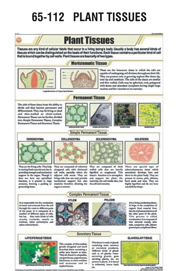 PLANT TISSUES